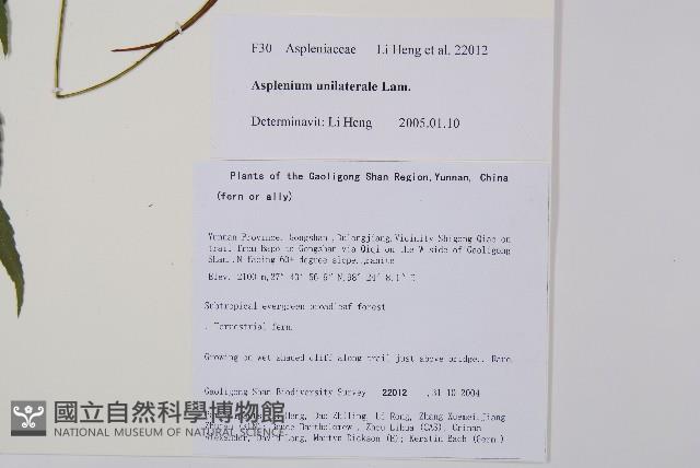 單邊鐵角蕨藏品圖，第2張