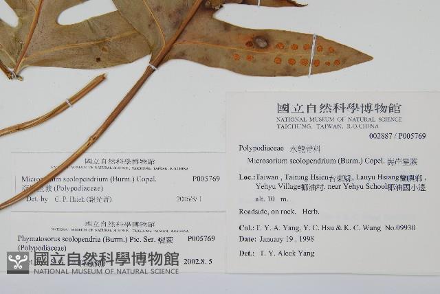 海岸星蕨藏品圖，第2張