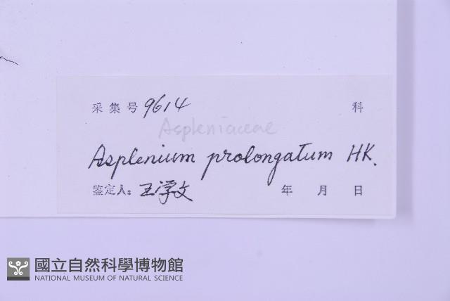 長生鐵角蕨藏品圖，第2張