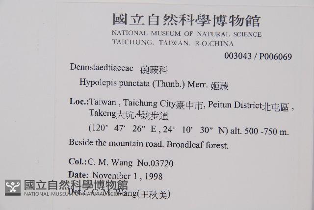 粗毛金星蕨藏品圖，第2張