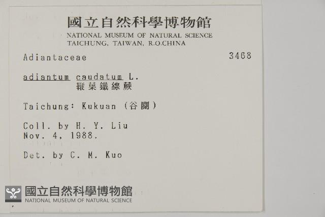 鞭葉鐵線蕨藏品圖，第2張