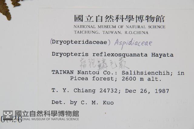 逆鱗鱗毛蕨藏品圖，第2張