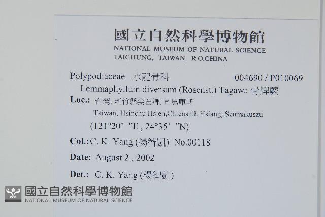 骨牌蕨藏品圖，第2張