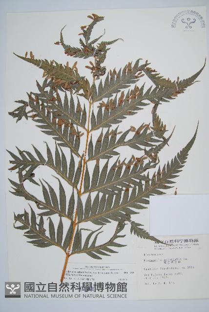 臺灣狗脊蕨藏品圖，第1張