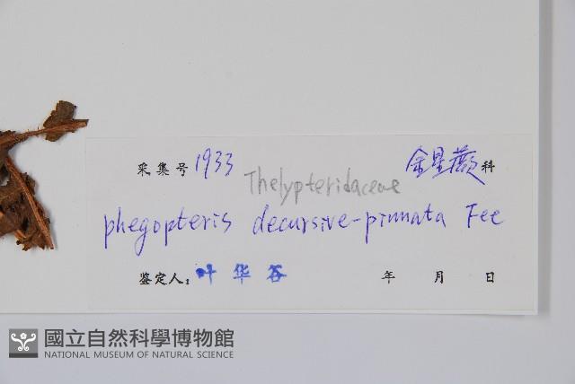 翅軸假金星蕨、短柄卵果蕨藏品圖，第2張