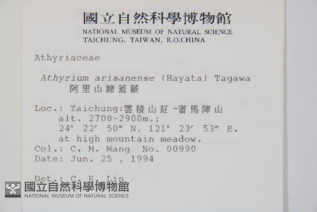 阿里山蹄蓋蕨藏品圖，第2張