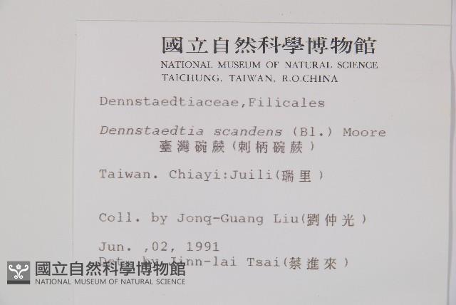 刺柄碗蕨藏品圖，第2張