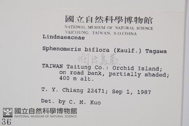 闊片烏蕨藏品圖，第2張