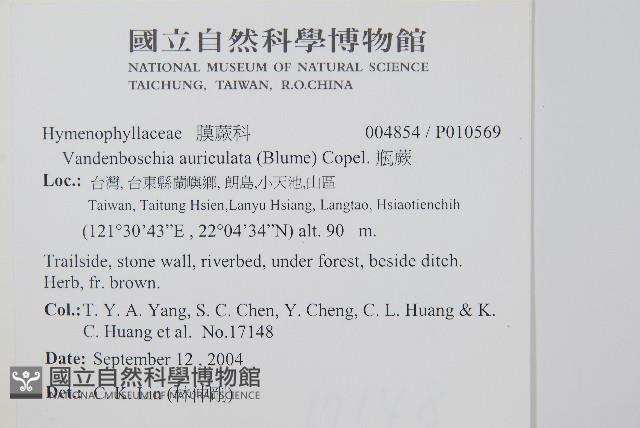 菲律賓厚葉蕨藏品圖，第2張