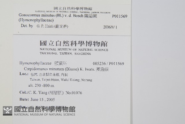 團扇蕨藏品圖，第2張