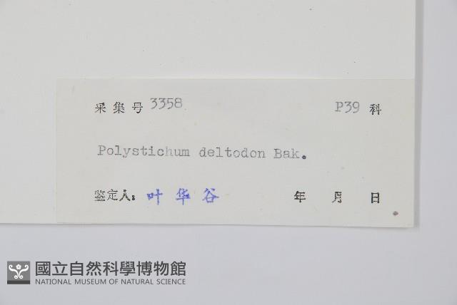 對生耳蕨藏品圖，第2張