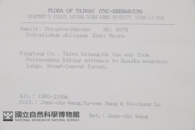 知本耳蕨藏品圖，第2張