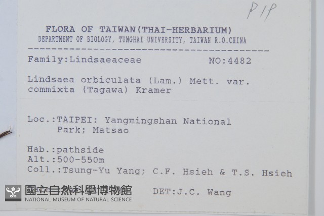 海島陵齒蕨藏品圖，第2張