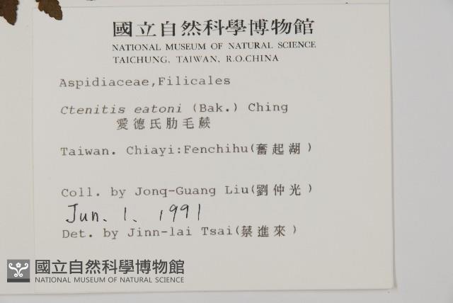 愛德氏肋毛蕨藏品圖，第2張