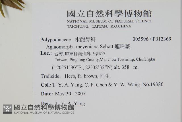 連珠蕨藏品圖，第2張