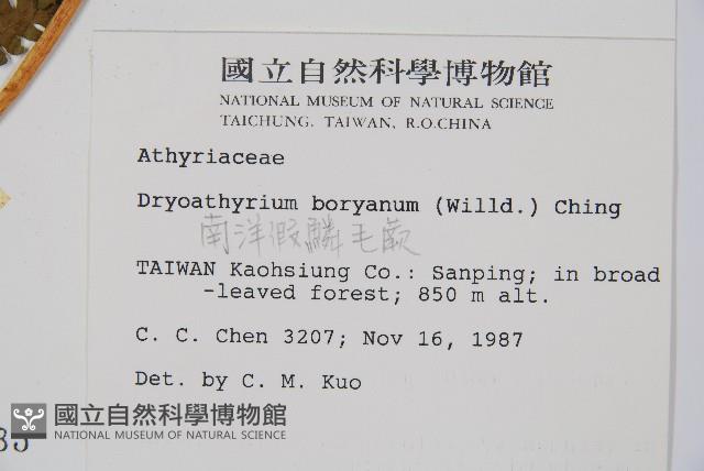 南洋假鱗毛蕨藏品圖，第2張