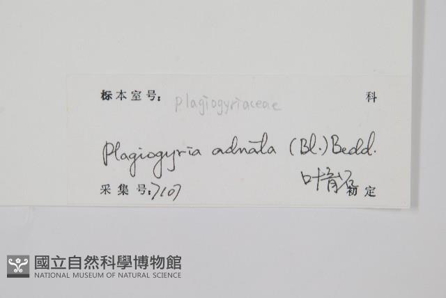 瘤足蕨藏品圖，第2張