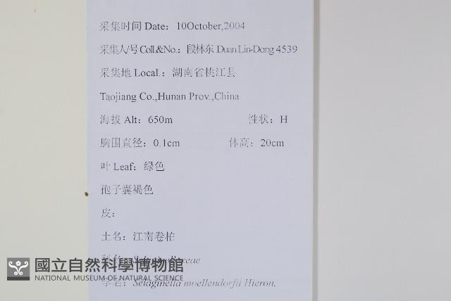 江南卷柏藏品圖，第2張