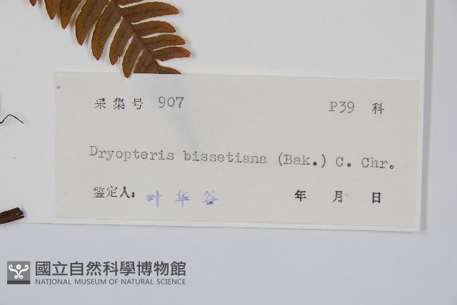 兩色鱗毛蕨藏品圖，第2張