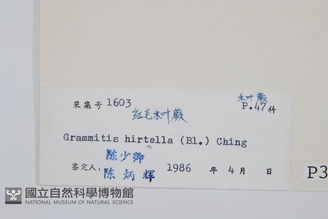 紅毛禾葉蕨藏品圖，第2張