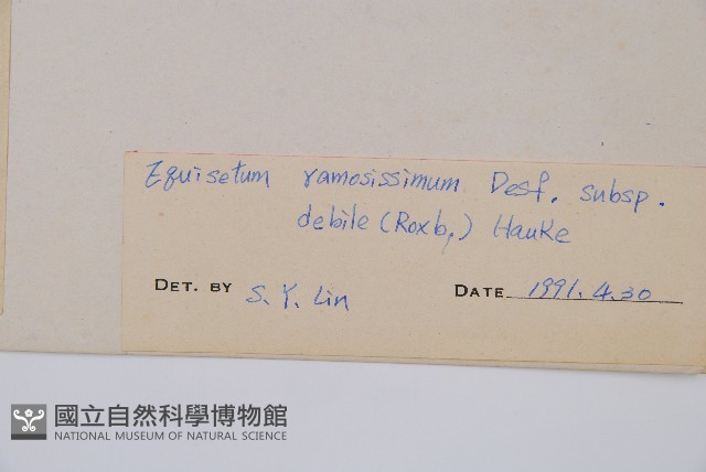 臺灣木賊藏品圖，第2張