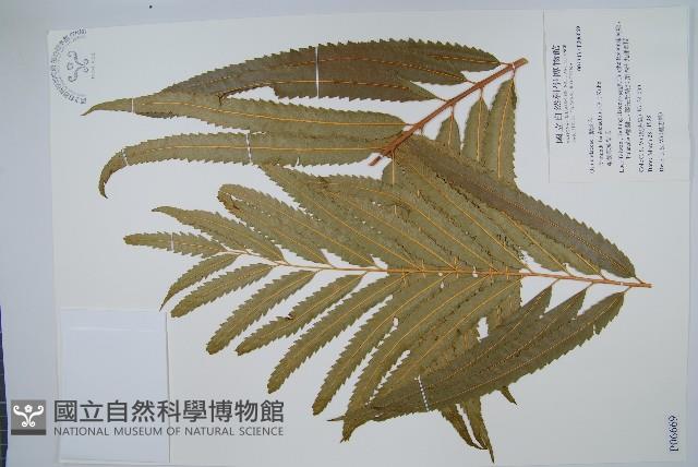 粗齒革葉紫萁藏品圖，第1張