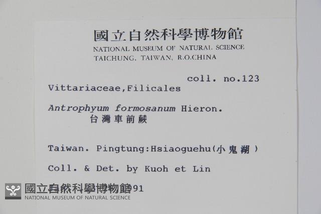 臺灣車前蕨藏品圖，第2張