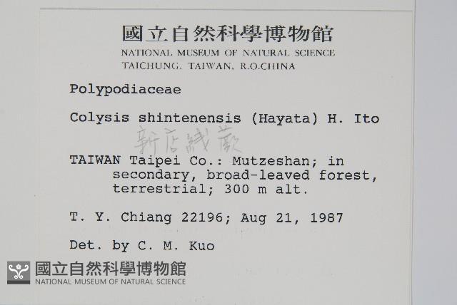 新店線蕨藏品圖，第2張