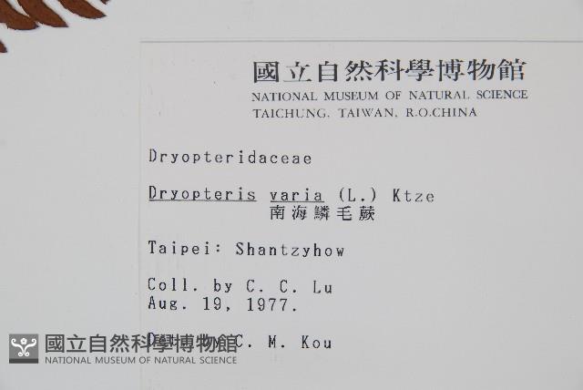 南海鱗毛蕨藏品圖，第2張