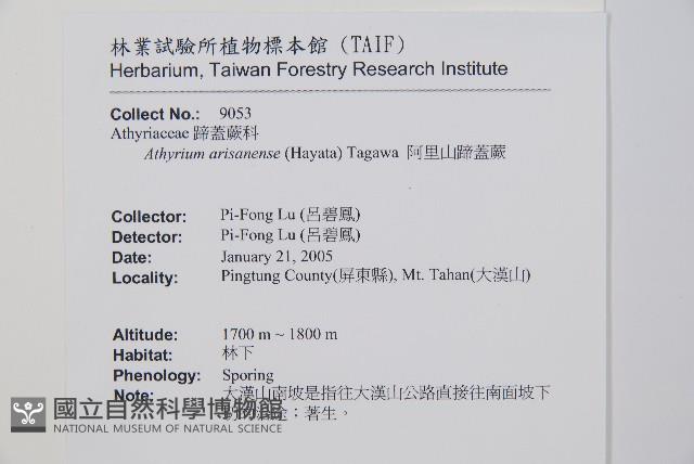 阿里山蹄蓋蕨藏品圖，第5張