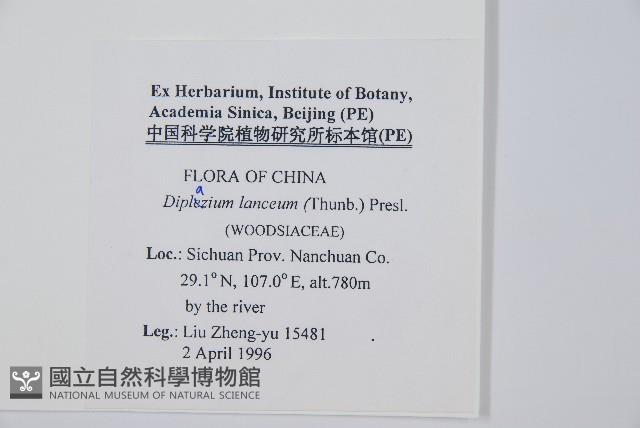 單葉雙蓋蕨藏品圖，第2張