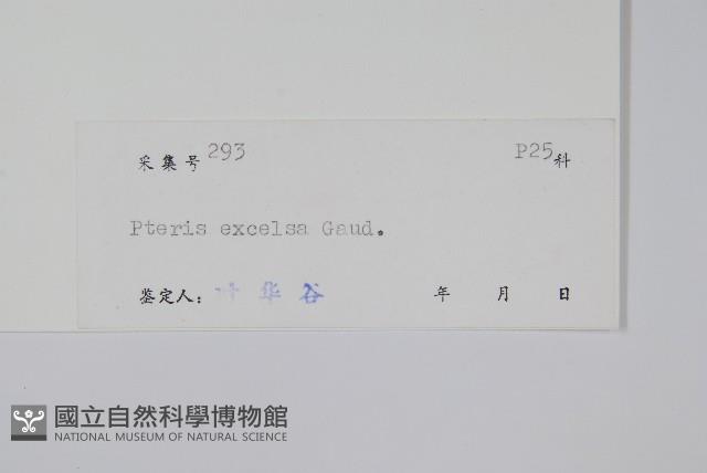 溪鳳尾蕨藏品圖，第2張