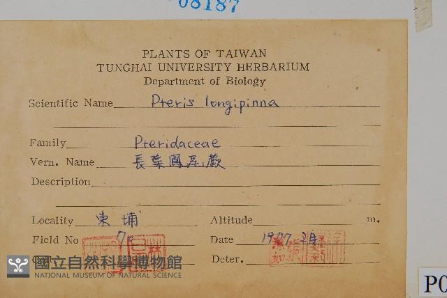 長葉鳳尾蕨藏品圖，第2張