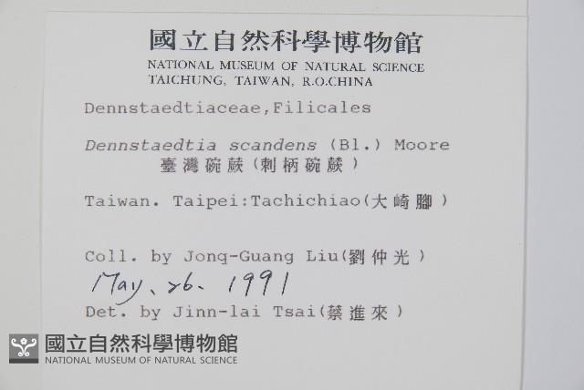 刺柄碗蕨藏品圖，第2張