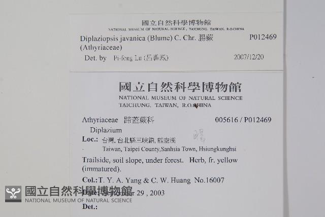 腸蕨藏品圖，第2張