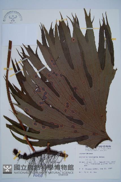 Accession Number:P000469 Collection Image, Figure 1, Total 5 Figures