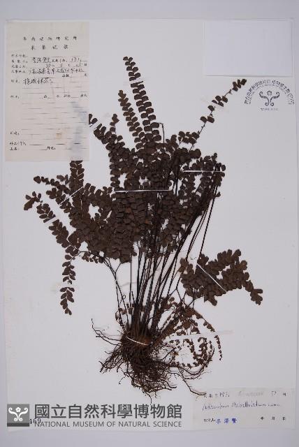 扇葉鐵線蕨藏品圖，第1張