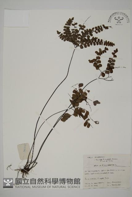 扇葉鐵線蕨藏品圖，第1張