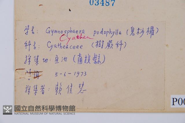 黑桫蕨藏品圖，第2張