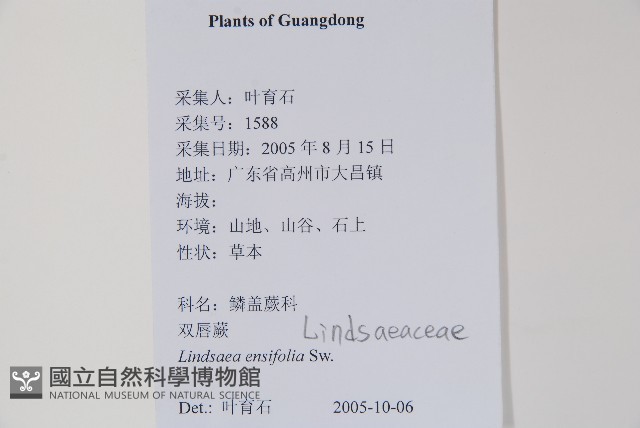 箭葉鱗始蕨藏品圖，第2張
