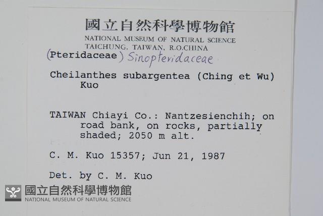 擬長柄粉背蕨藏品圖，第2張