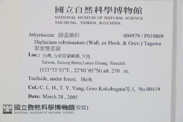 單葉雙蓋蕨藏品圖，第2張