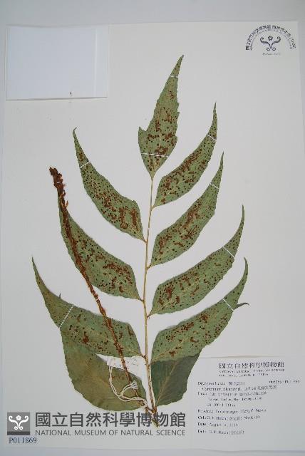 全緣貫眾蕨藏品圖，第1張