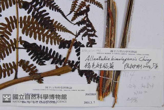 褐色短腸蕨藏品圖，第5張