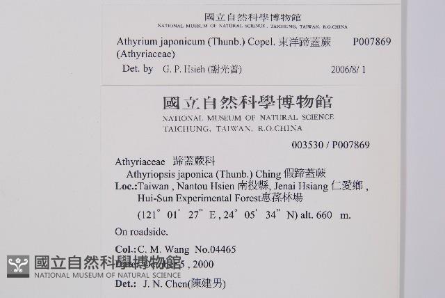 東洋蹄蓋蕨藏品圖，第2張