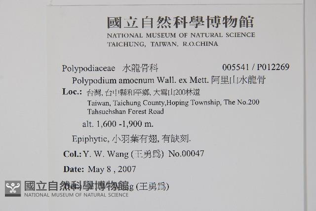 阿里山水龍骨藏品圖，第2張