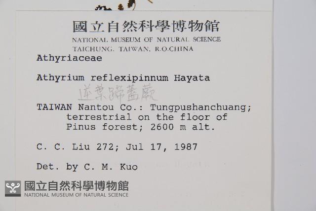 逆葉蹄蓋蕨、逆羽蹄蓋蕨藏品圖，第2張