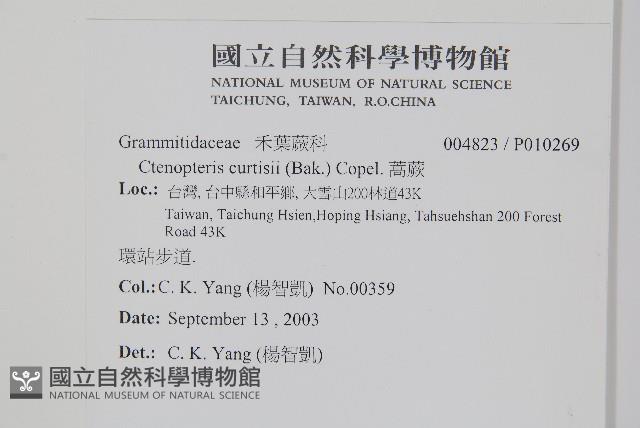 蒿蕨藏品圖，第2張