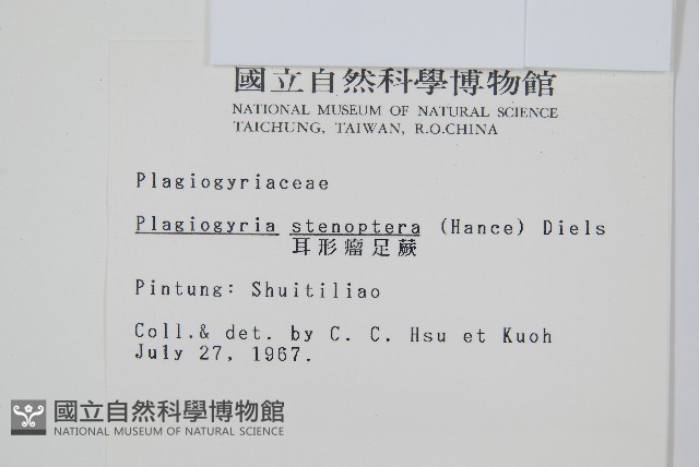 耳形瘤足蕨藏品圖，第2張
