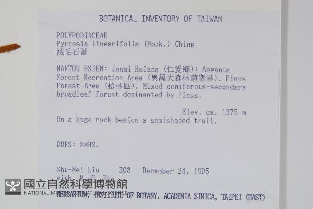 絨毛石葦藏品圖，第2張